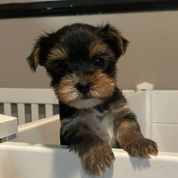 Dwele - Black and tan male Yorkshire Terrier puppy in Beavercreek, Ohio from The Yorkie Den, LLC