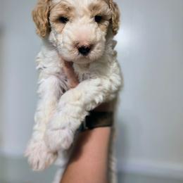 Sir Richfield - Brown and white male Sheepadoodle puppy in Cornelia, Georgia from Yates Family Farm