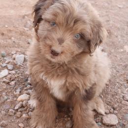 Aussiedoodle, Goldendoodle, and Labradoodle Puppies from Loving Doodle