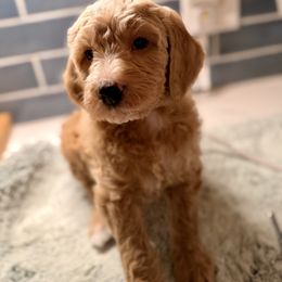 Macaroni - Red  male Goldendoodle puppy in Silverdale, Washington from King Family Doodles