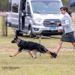 German Shepherd Puppies from Patricia's German Shepherds