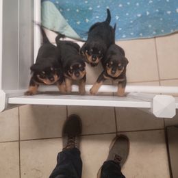 Rottweiler Puppies from Vom Zamozdra Haus Rottweilers