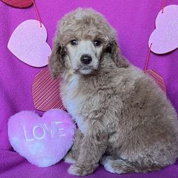 Gingerbread - Apricot female Poodle puppy in Overbrook, Kansas from Hidden Springs Poodles LLC