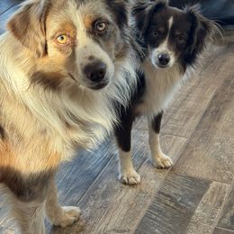 Miniature Australian Shepherd Puppies from Holy Ghost Ranch