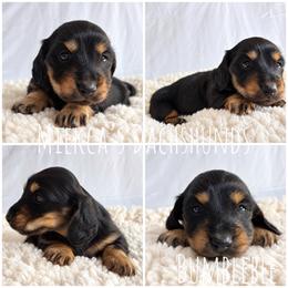 Bumblebee - Black and tan male Dachshund puppy in Orem, Utah from Miekca’s Dachshunds