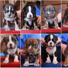 American Bully Puppies from Wulfsbane American Bullies