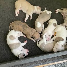 Whippet Puppies from Haven Whippets