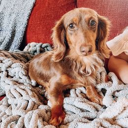Chassis - Dachshund