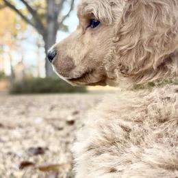 Mr Green collar - Cream male Poodle puppy in Screven, Georgia from Dreamland Standard Poodles