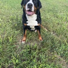 Hollar - Greater Swiss Mountain Dog