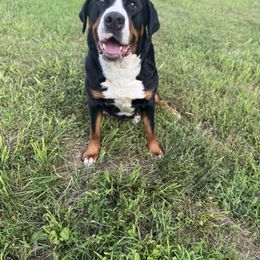 Hollar - Greater Swiss Mountain Dog