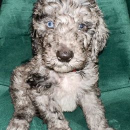Aussiedoodle and Goldendoodle Puppies from Toledo Creek Doodles