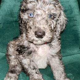 Aussiedoodle and Goldendoodle Puppies from Toledo Creek Doodles