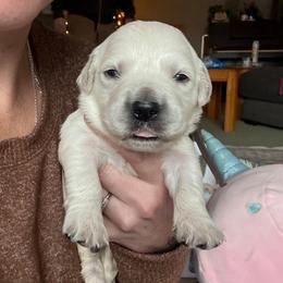 Rusty (brown collar) - Light golden male Golden Retriever puppy in Waynesburg, Ohio from Avalon English Retrievers