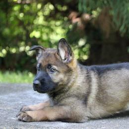Sable female - Sable female German Shepherd puppy in Cumming, Georgia from Cainedelup