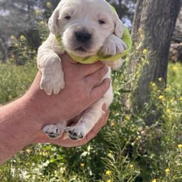 Green boy - Light golden male Golden Retriever puppy in Pahrump, Nevada from Southern Nevada Goldens
