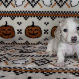 Purple collar - Cream male Dachshund puppy in Poteau, Oklahoma from Sisters Dazzling Dachshunds