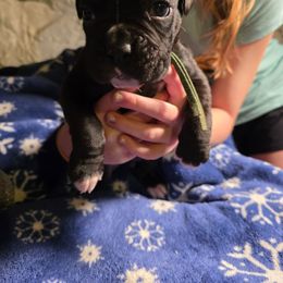 Green - Brindle male Boxer puppy in Caspian, Michigan from Andrus Family Boxers