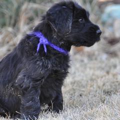 Briard Puppies from Sendero Briards