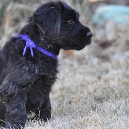Briard Puppies from Sendero Briards