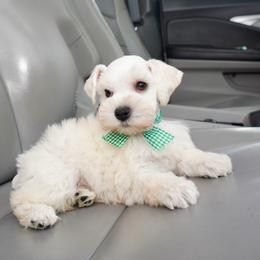 Leo - Wheaten male Miniature Schnauzer puppy in Montebello, California from Rod Schnauzers