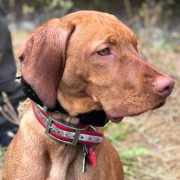 Loki - Vizsla
