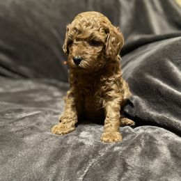 Goldendoodle Puppies from Simply Mini Goldendoodles