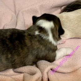 Chihuahua Puppies from Kiara's AKC Chihuahuas of Michigan
