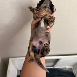 Boy 3 - Dapple male Dachshund puppy in Oroville, California from Barnes’ Doxies