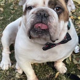 Bulldogs from Eugene's English Bulldogs