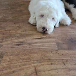 Old English Sheepdog Puppies from Gabriela Moreno's Old English Sheepdogs