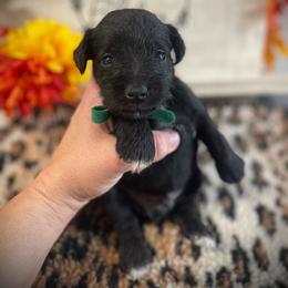 Green collar - Black male Miniature Schnauzer puppy in Parker, Pennsylvania from TJ's Silver Paws Miniature Schnauzers