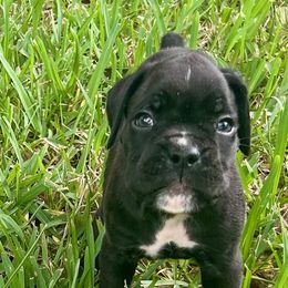 Boy 2 - Boxer puppy from Beachside Boxers and Frenchies