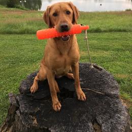 Labrador Retrievers from Rainforest Coastal Labs