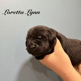 Loretta Lynn - Black female Newfoundland puppy in Tully, New York from Bear Paw Newfoundlands