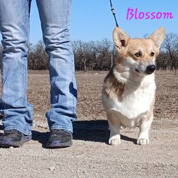 Blossom - Pembroke Welsh Corgi
