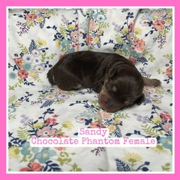 Sandy - Brown female Schnoodle puppy in Lathrop, Missouri from RR Schnoodles