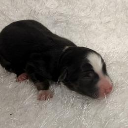 Deets - Black tri male Miniature Australian Shepherd puppy in Hillsville, Virginia from Lottie's Mini Aussies