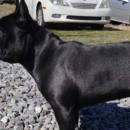 French Bulldogs from Solid Bulls Kamp LLC