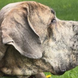 Great Danes from Port Bay Danes
