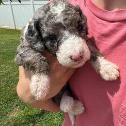 Honey - female Australian Mountain Doodle puppy in Sherrills Ford, North Carolina from Magnolia Grove Farms