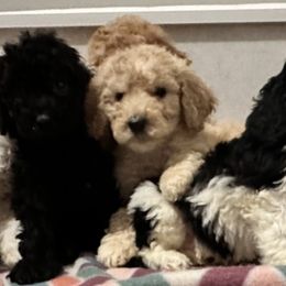 Girl 1 - Black Poodle puppy in New York from Honeycutt Akc Standard Poodles