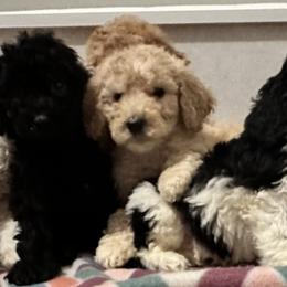 Girl 1 - Black Poodle puppy in New York from Honeycutt Akc Standard Poodles