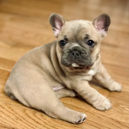 French Bulldog Puppies from Pardon My Frenchies