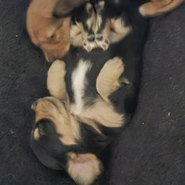 Dachshund Puppies from Grand mesa mini dachshund