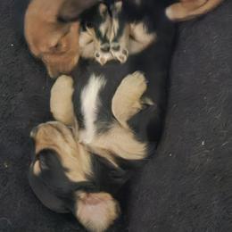 Dachshund Puppies from Grand mesa mini dachshund