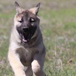 Ranger - Agouti and white male Gerberian Shepsky puppy in Gorman, Texas from Bransford Paw Pack/Timber Huskies