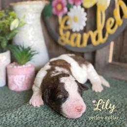Lily-yellow collar - Mahogany and white female Saint Berdoodle puppy in Paw Paw, Michigan from ProAct Canines