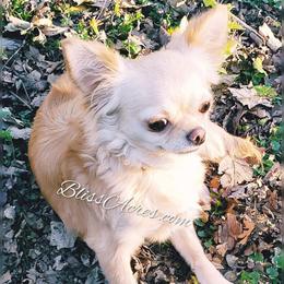 Emmy - Chihuahua