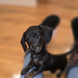 Dachshunds from Rapisarda Dachshunds